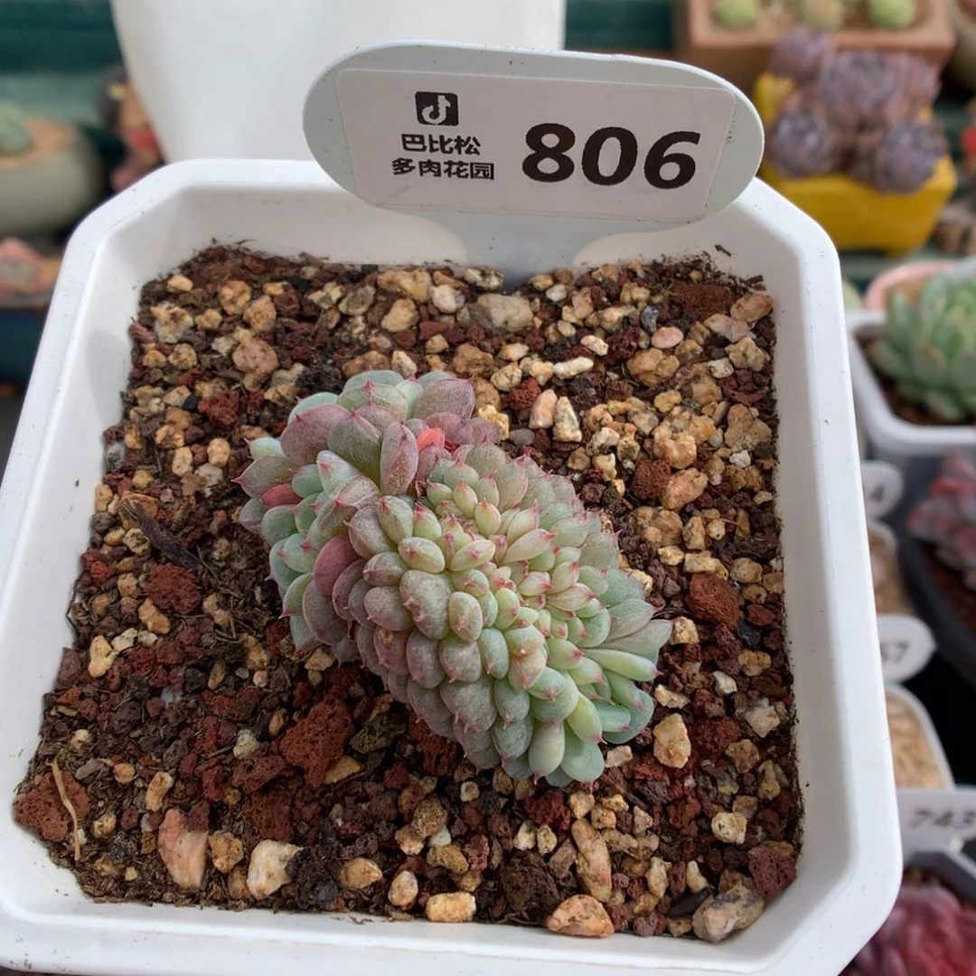 806白胖子双龙头多肉