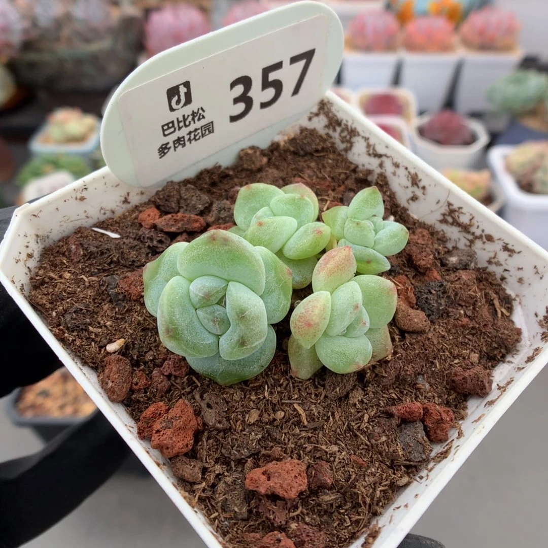 357 钻石冰玉多肉