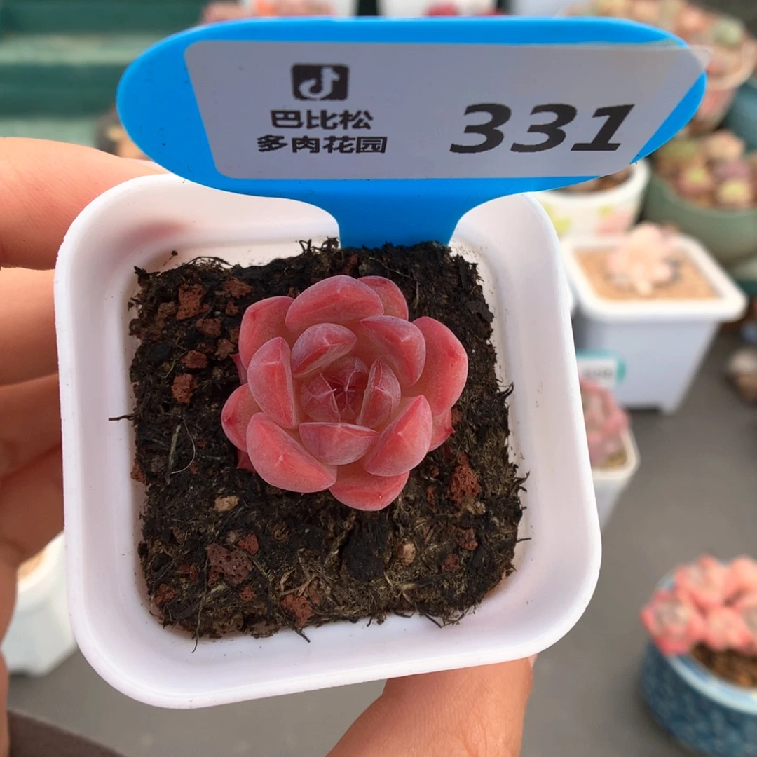 331糖心小脸冰多肉植物