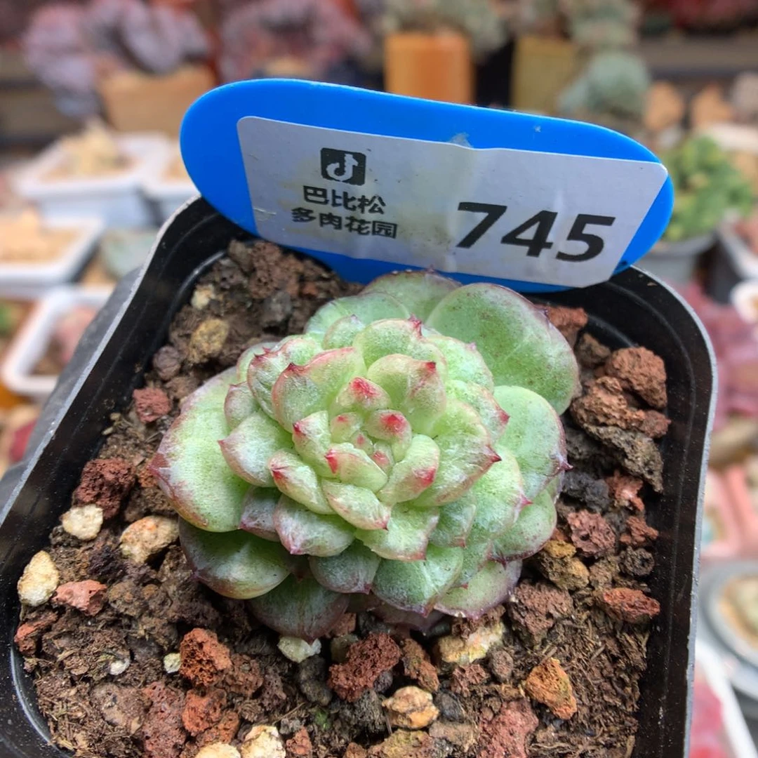 745 熊猫珍妮石化 多肉