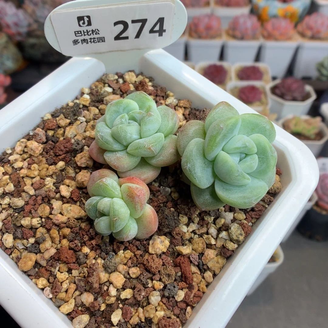 274 飘枝樱花冰玉