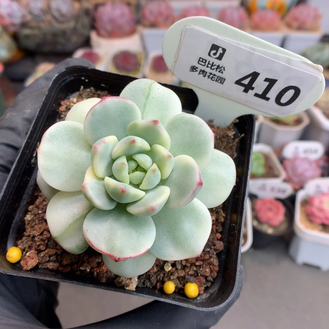 410 香草锦多肉