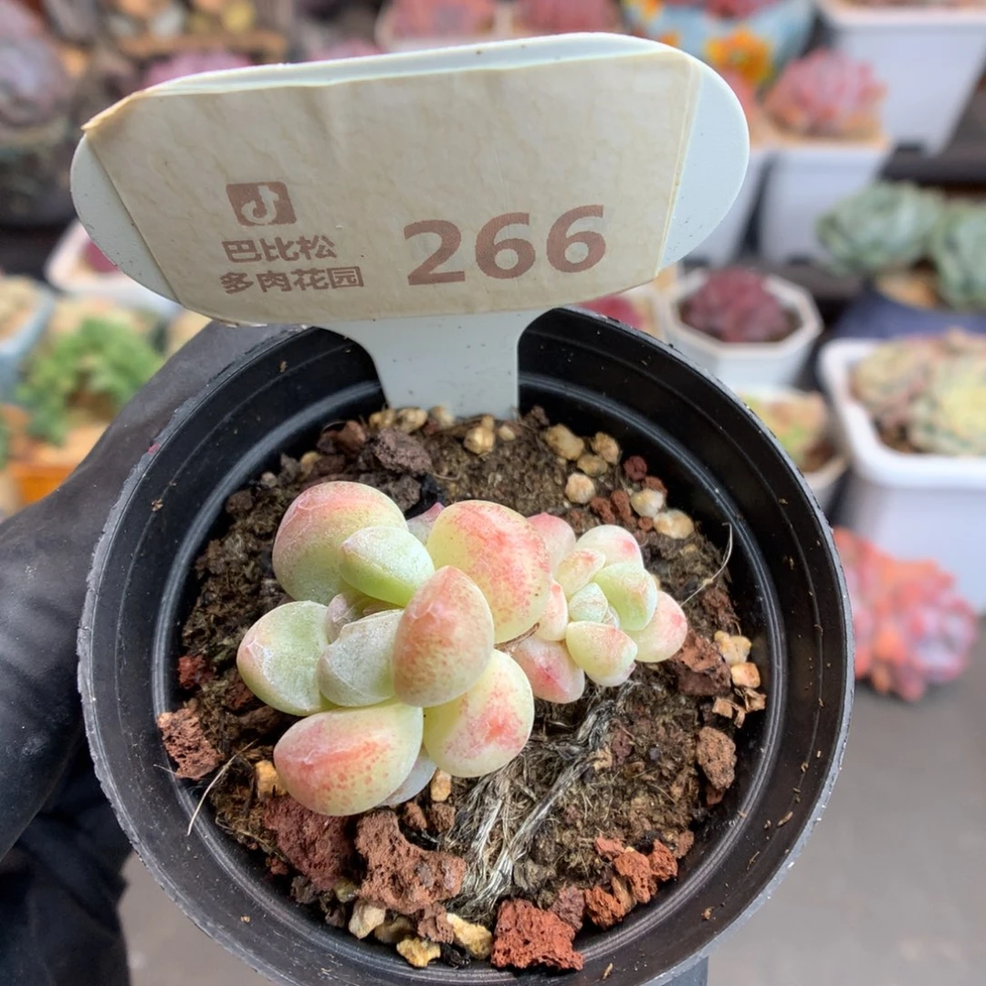 266 迷你冰玉 多肉