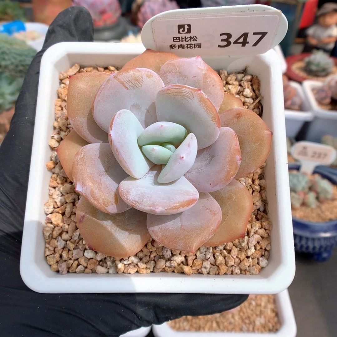 347 奶茶 多肉