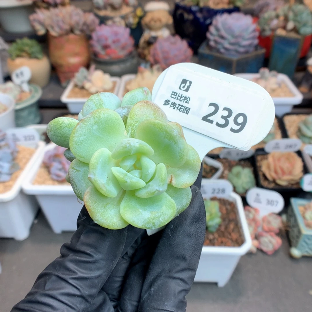 239 黄珍妮冰玉石化