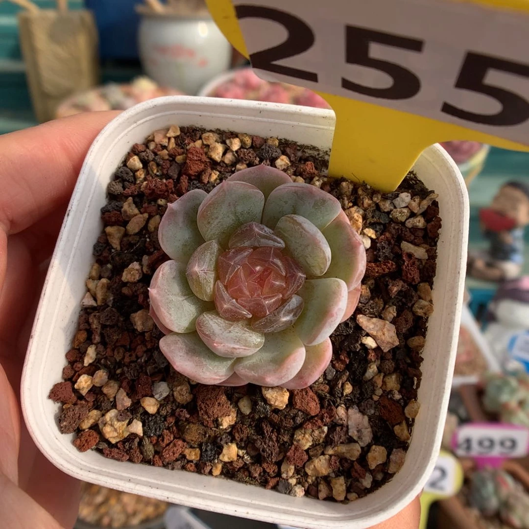 255果冻心白色恋人多肉植物