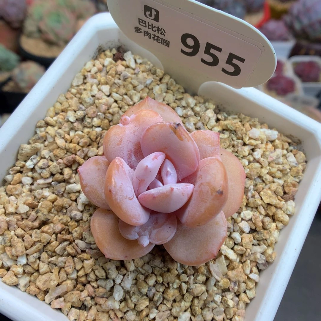 955 奶茶 三千赞赞福利拍