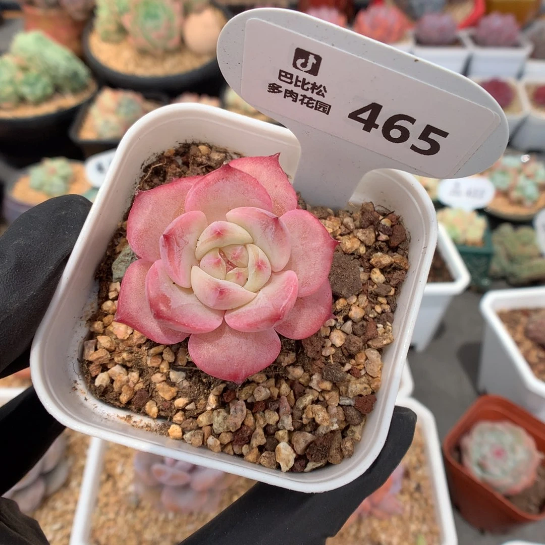465 粉糖心多肉