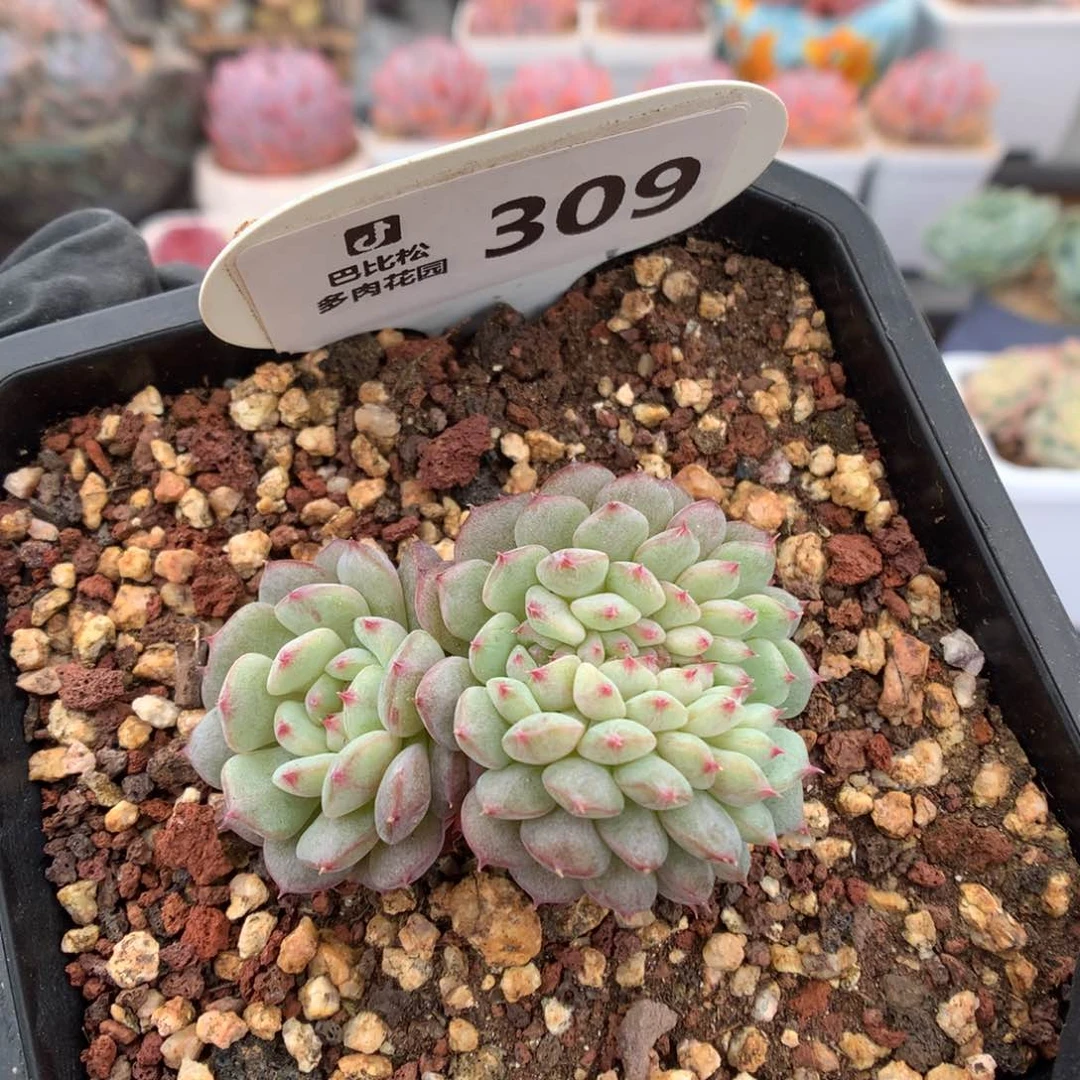 309 白胖子缀 多肉