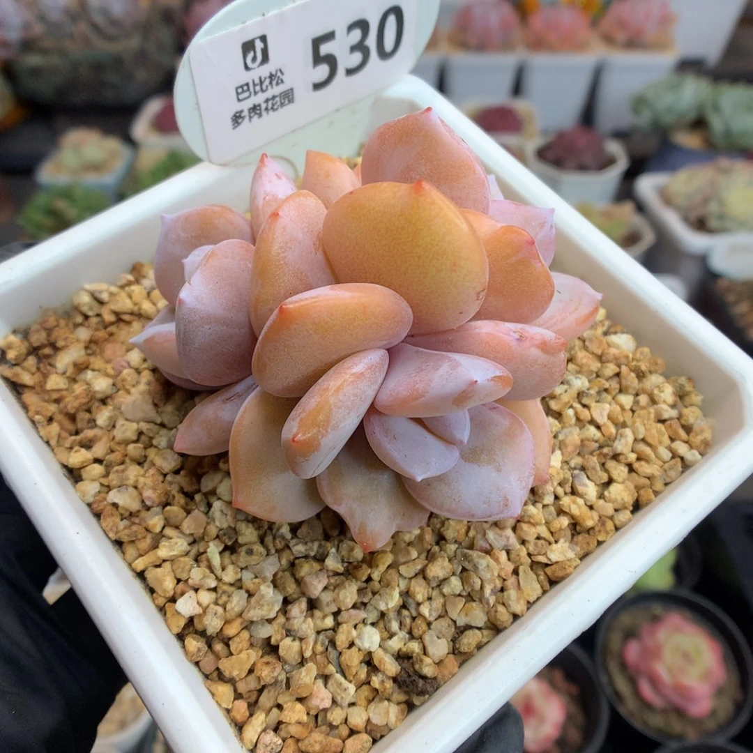 阿*530 三头奶茶 多肉