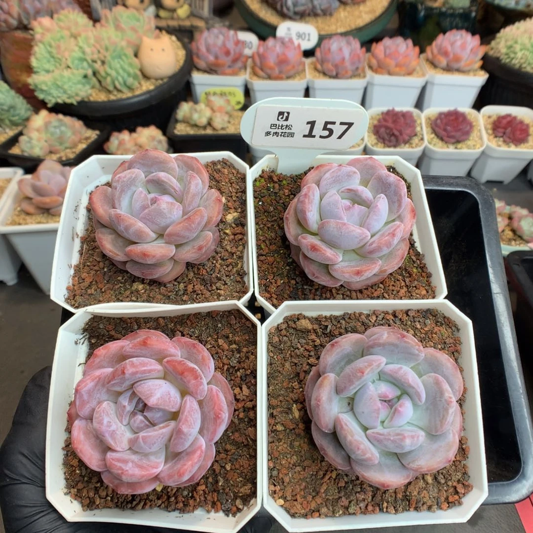 157 四个星影 多肉