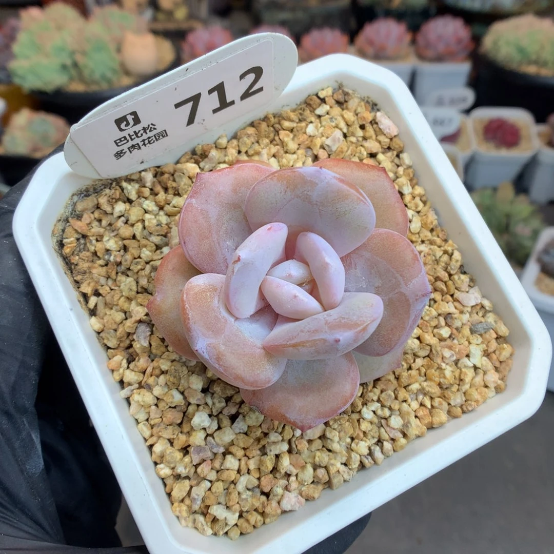 712 奶茶  多肉