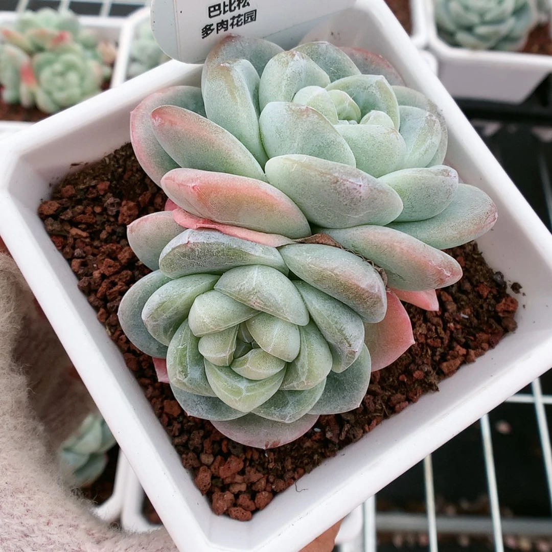 【闪购商品】各****罗1164