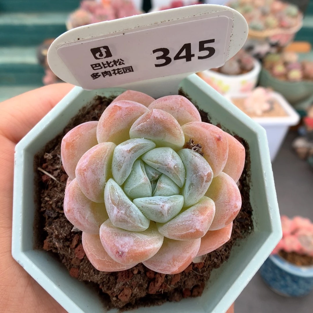 345玫瑰花冰玉多肉植物