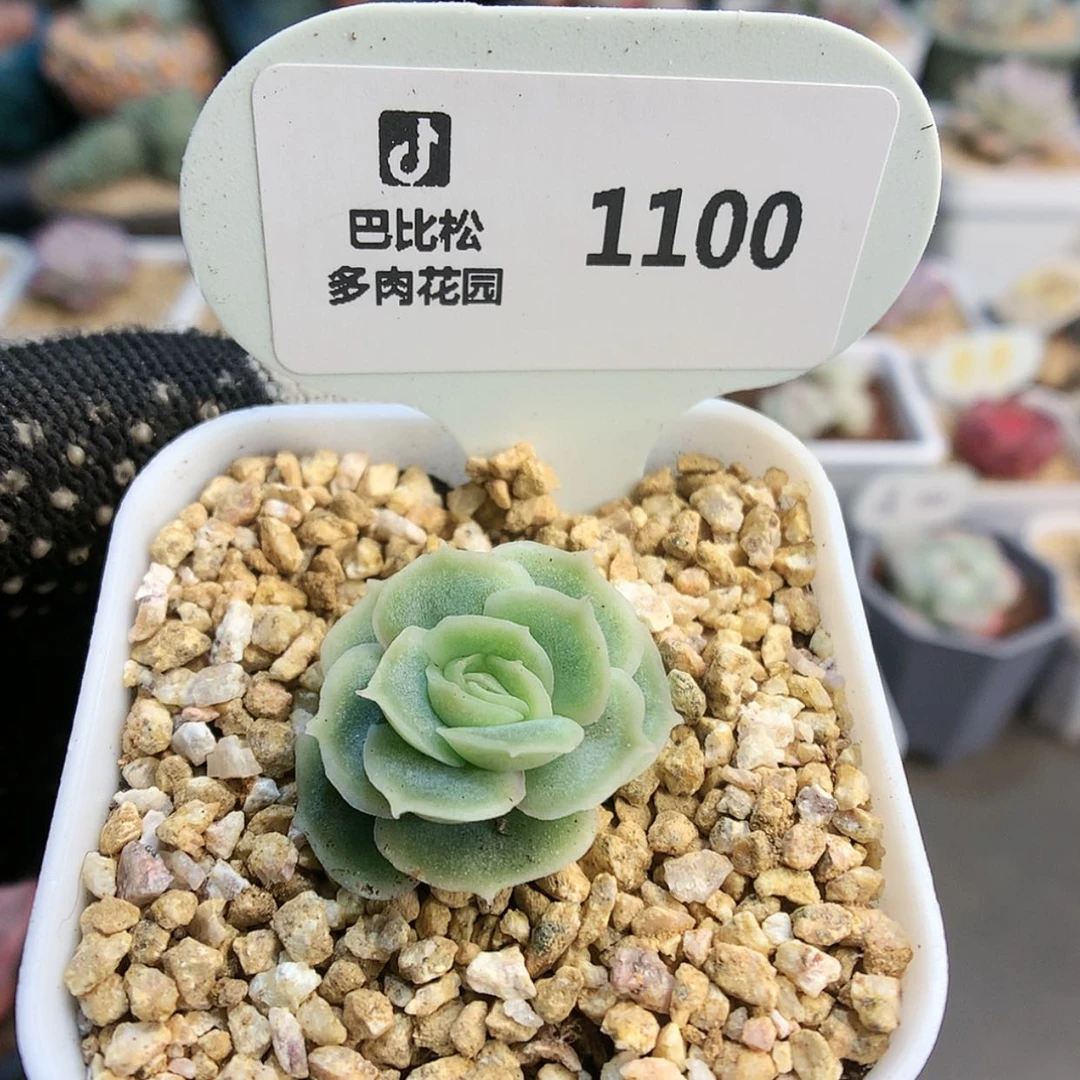 【闪购商品】1100虾饺