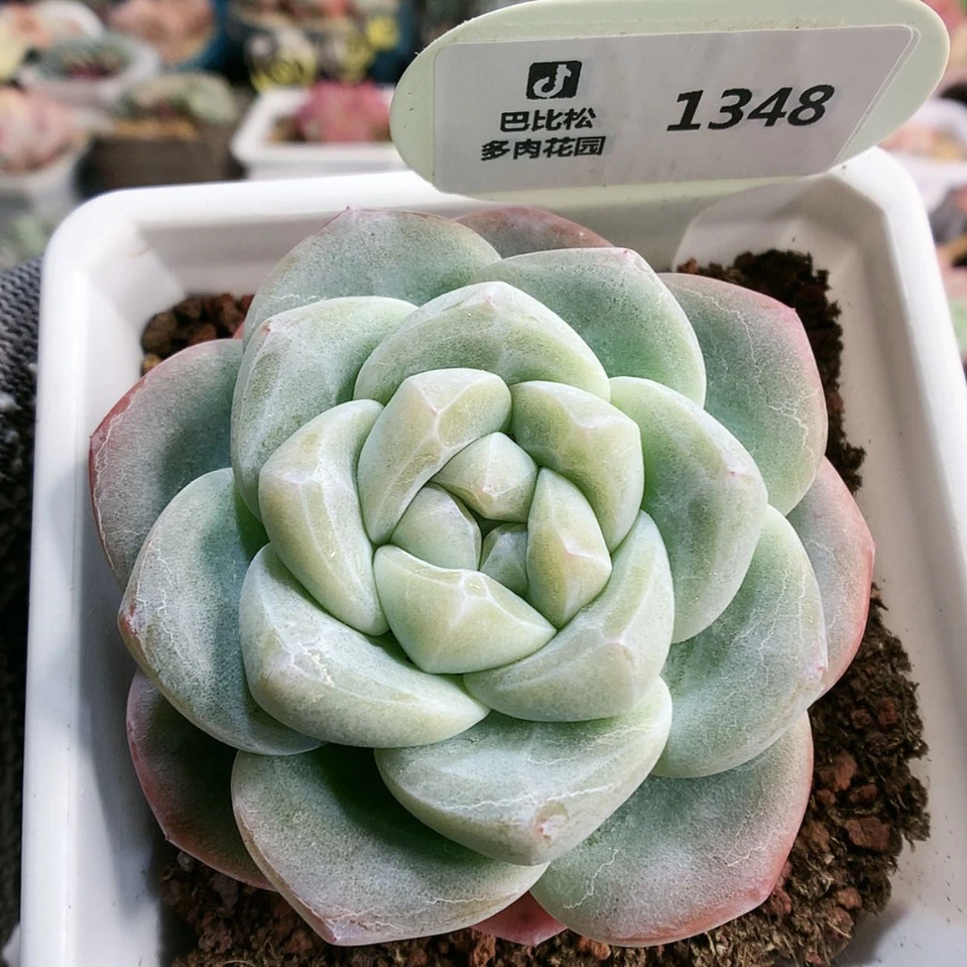 【闪购商品】M****?1348翡翠冰玉