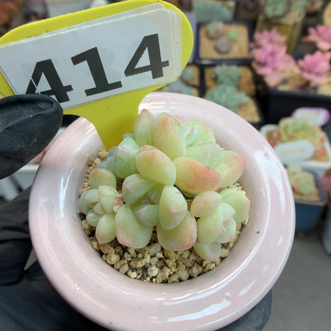 414 白底冰玉多肉