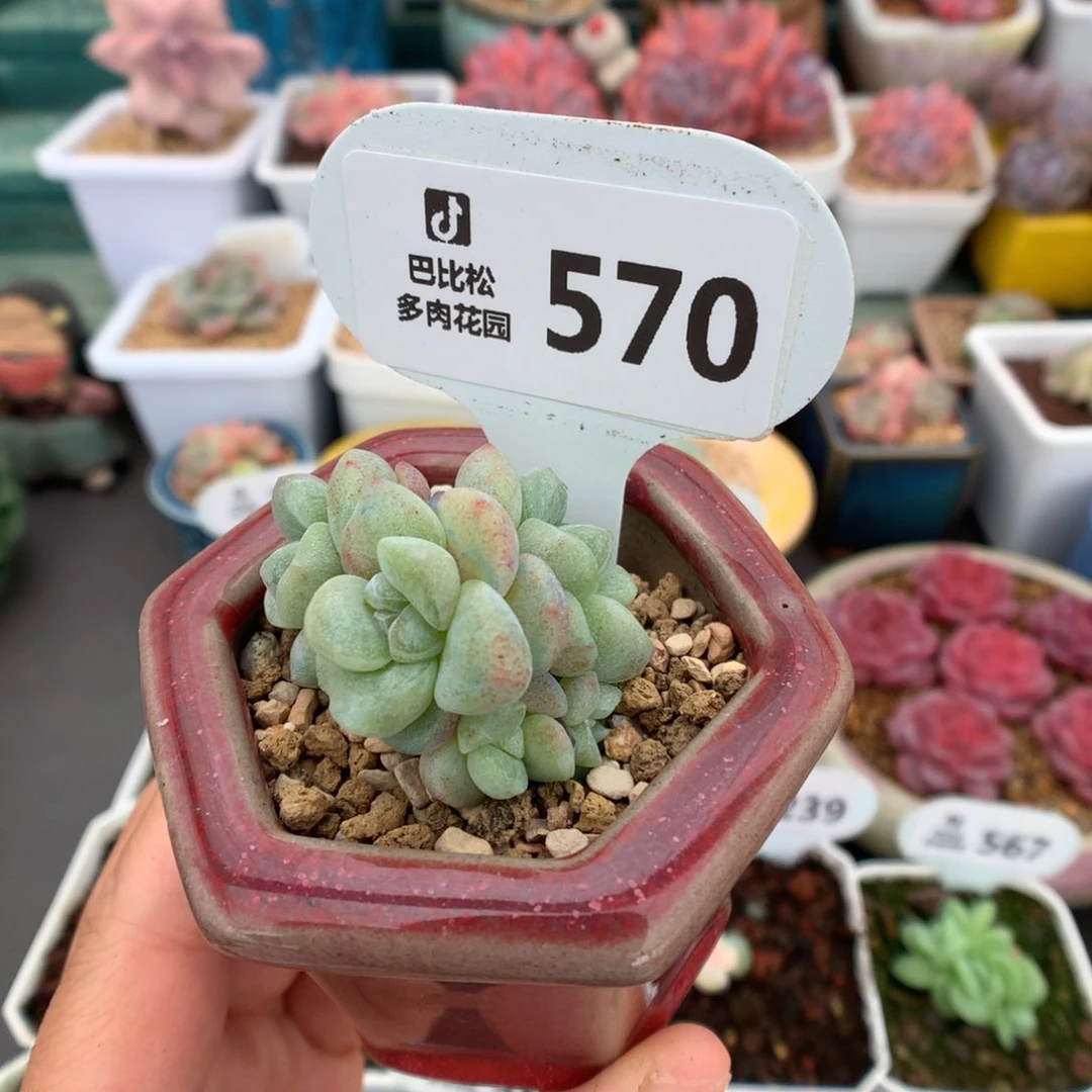 570五头翡翠冰玉石化多肉