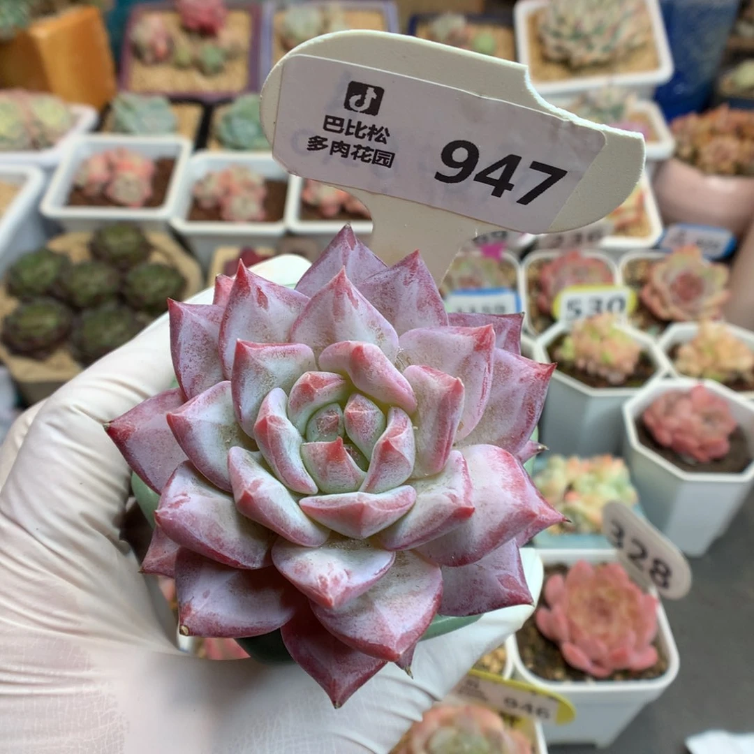 947 粉蓝鸟 多肉