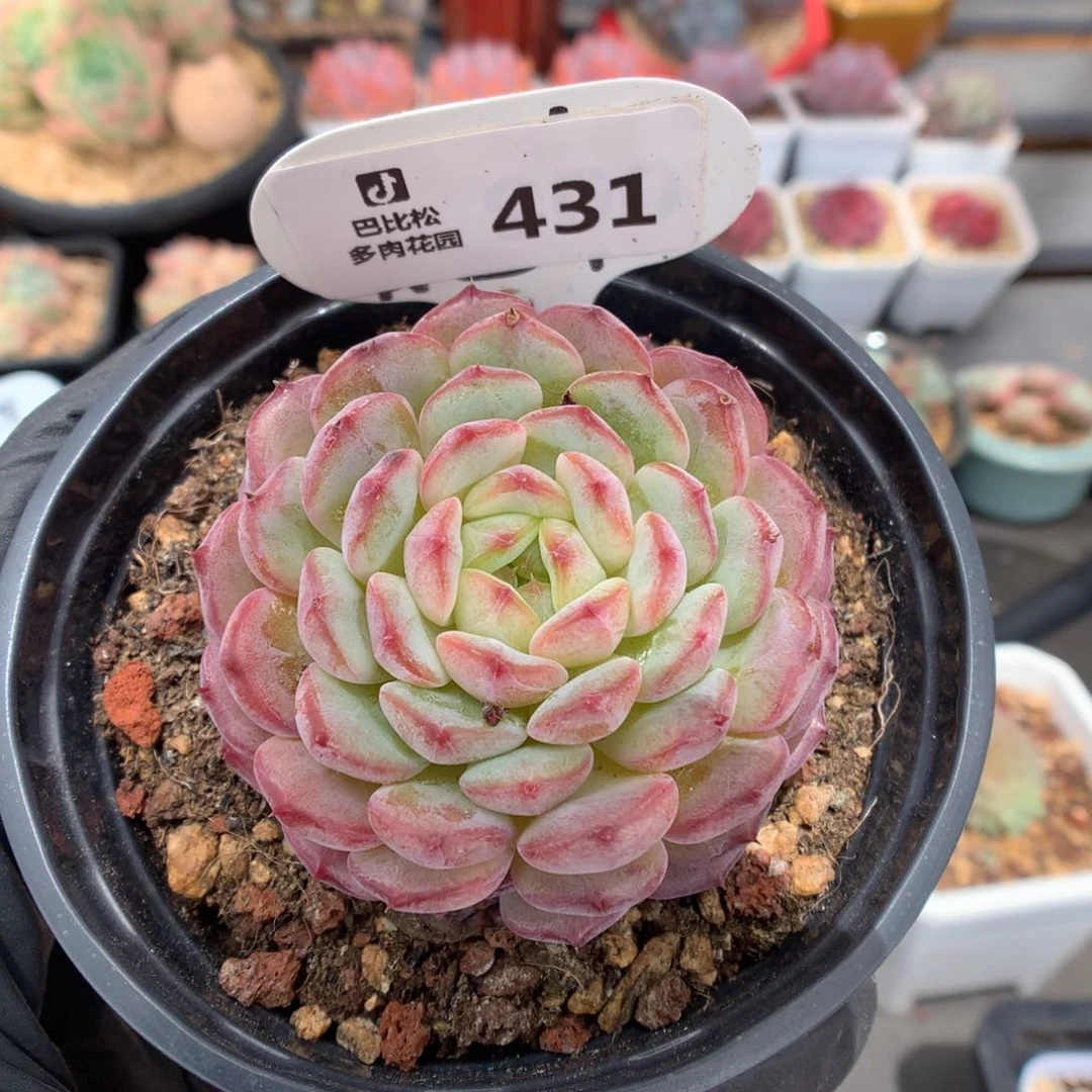 R****果431 白胖子 多肉