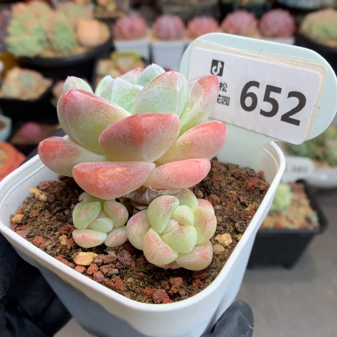 652 草莓冰玉多肉