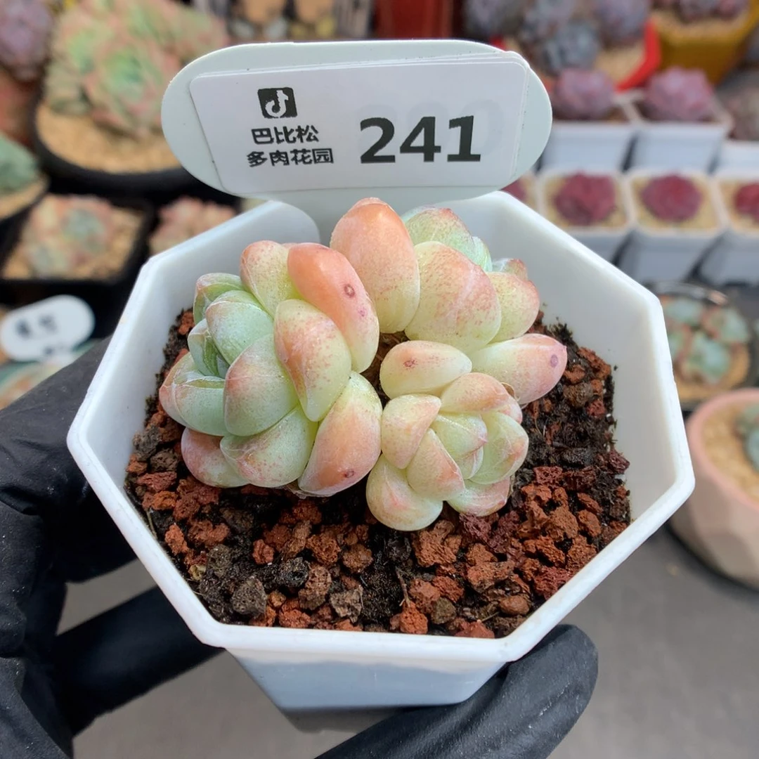 241 粉冰玉 开播拍