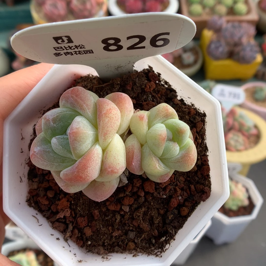 826琥珀冰玉双头多肉