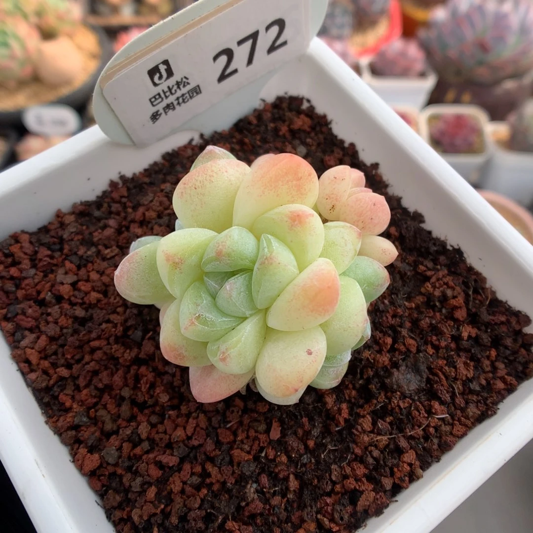 272 透心冰玉 多肉