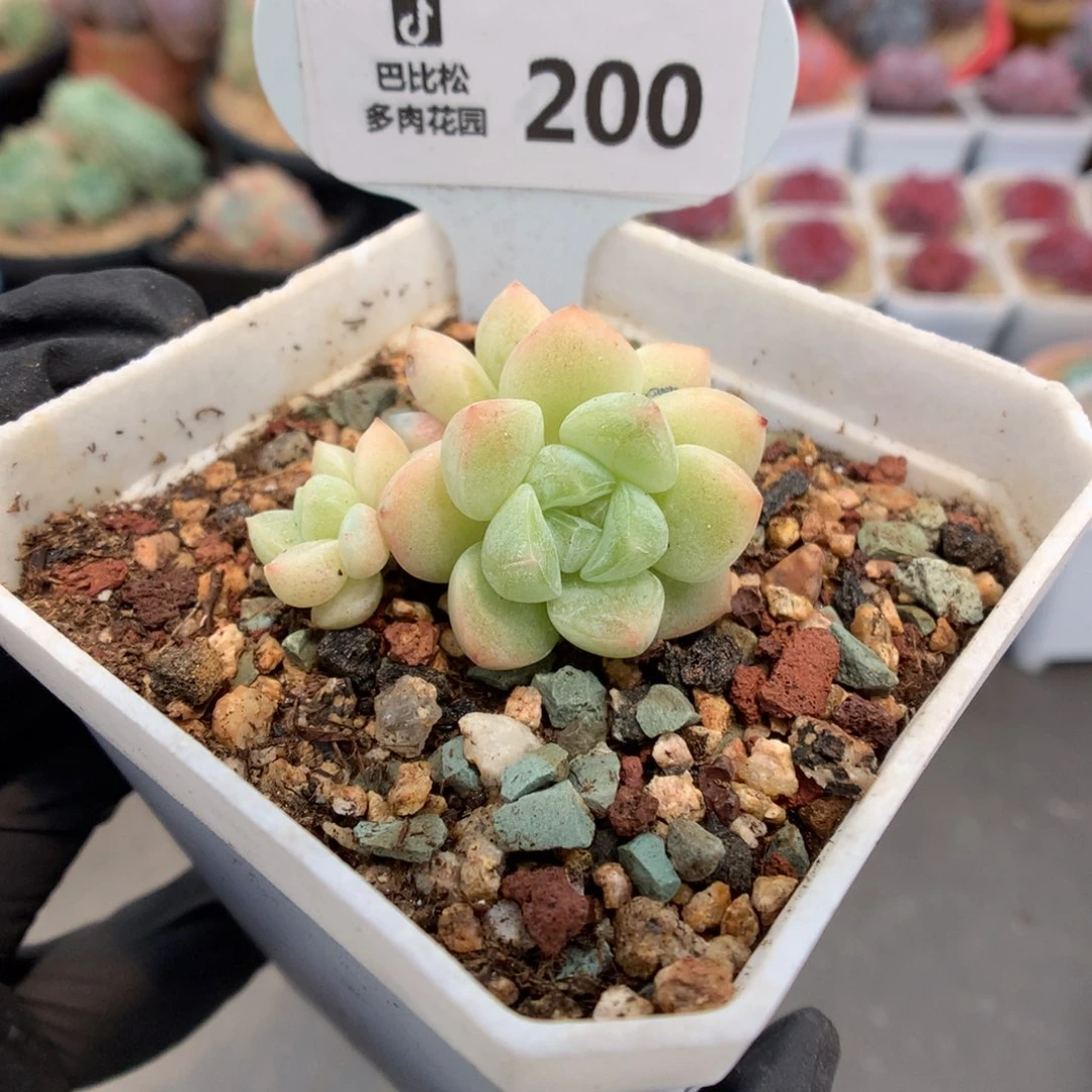 200 黄透心冰玉