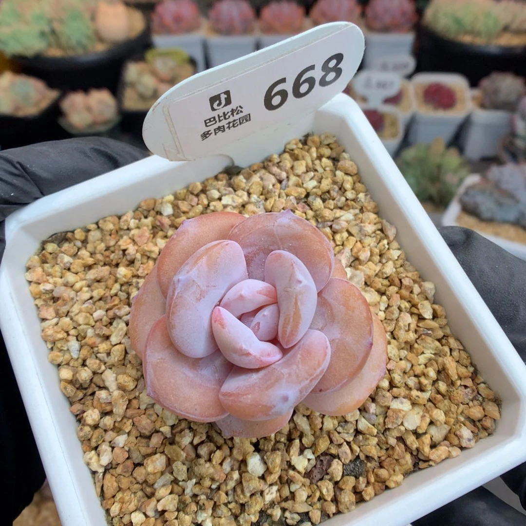 今****。668 奶茶  多肉