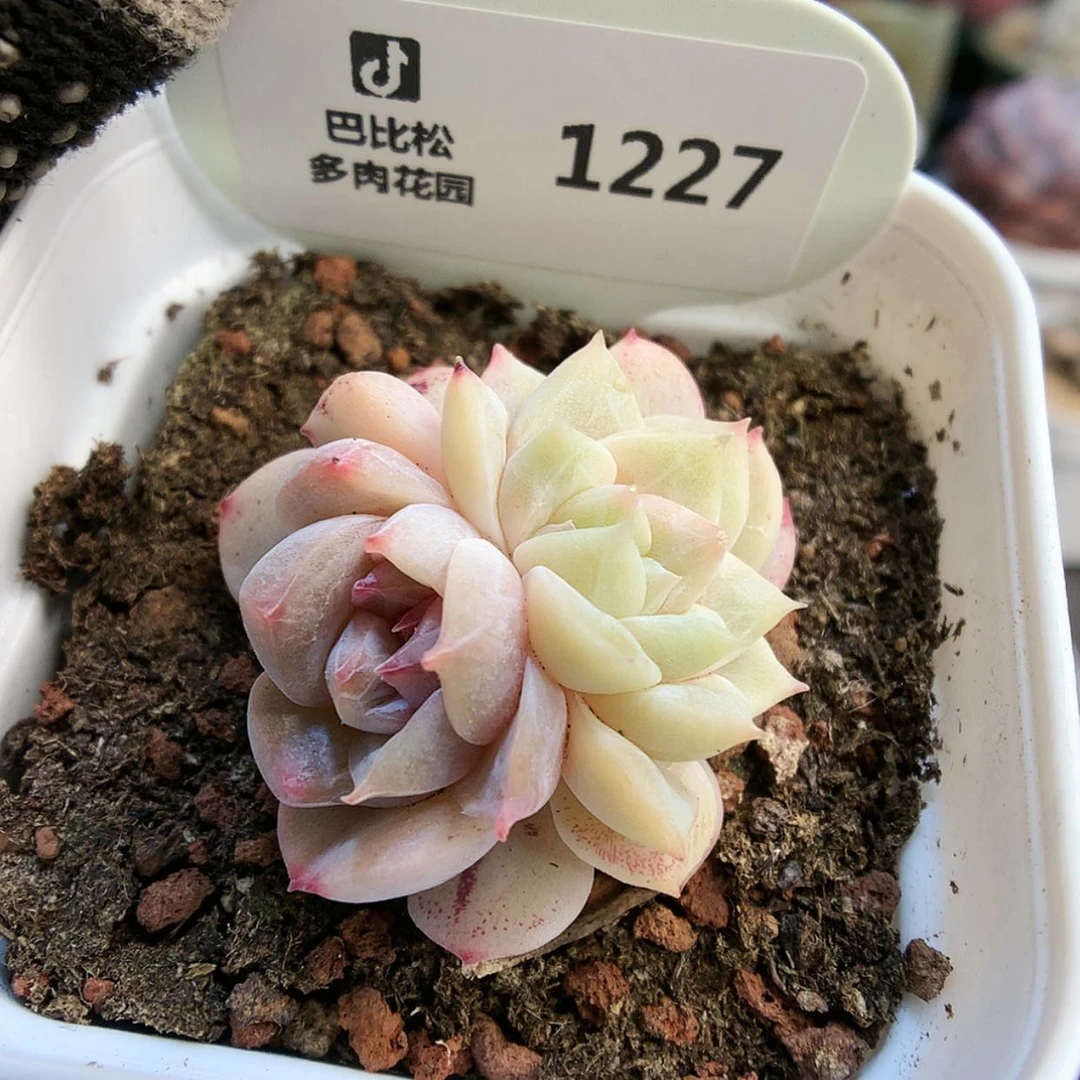 【闪购商品】1227粉钻双心