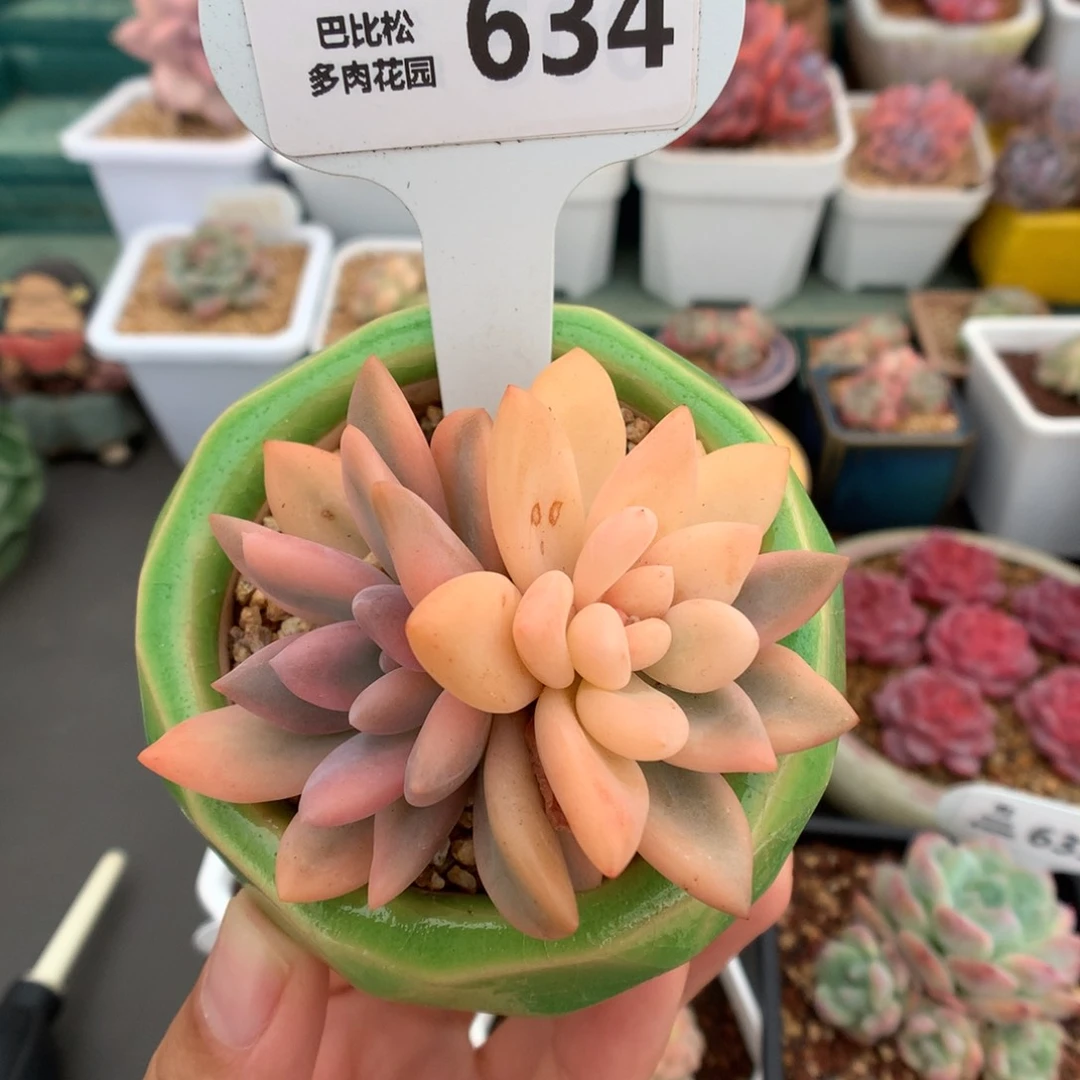 634双头奥普锦多肉植物