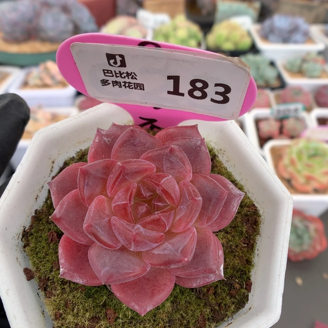 183 紫红皮琥珀 多肉