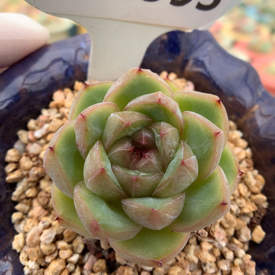 593胖虎单头多肉植物