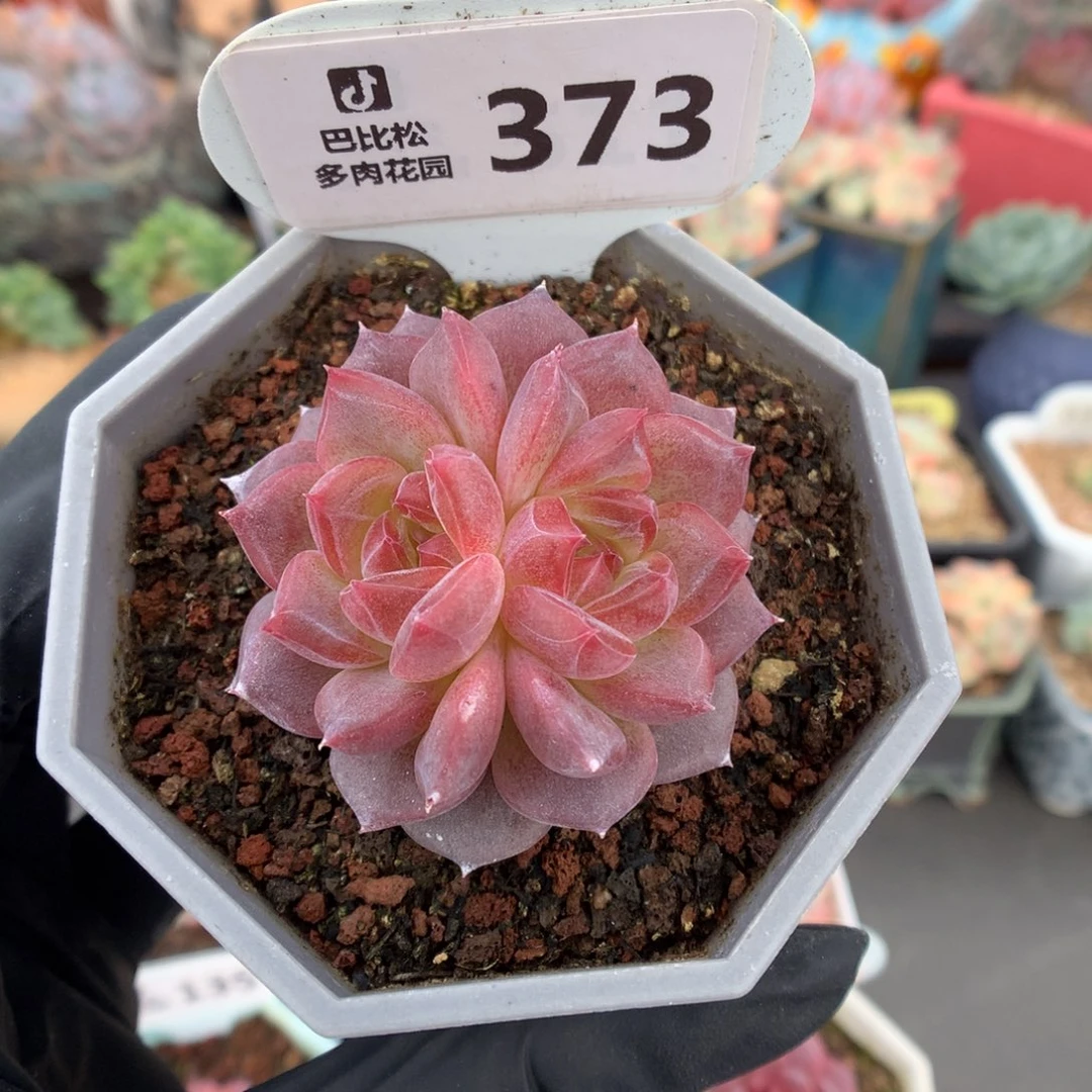 373 双心琥珀 多肉