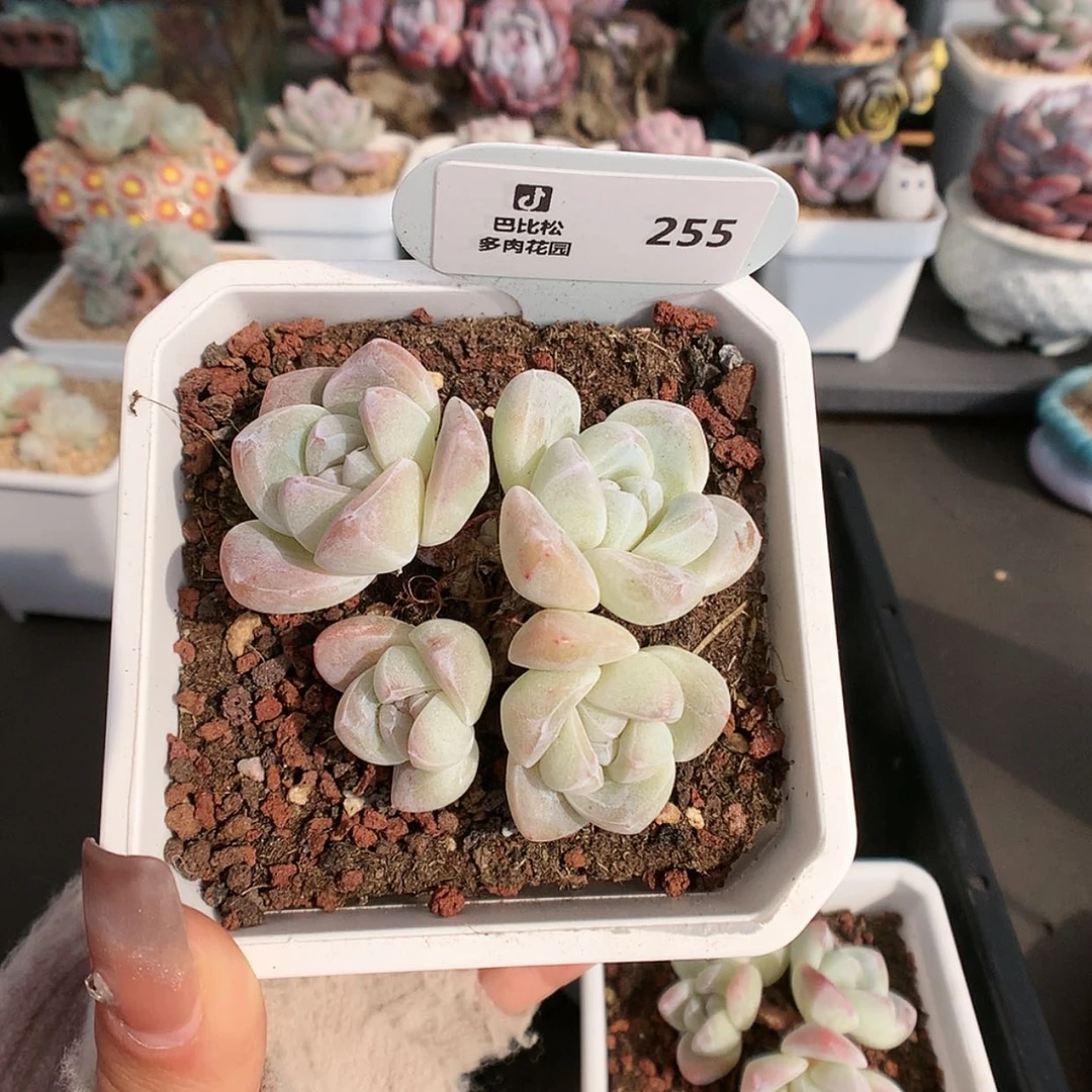 【闪购商品】可***熊255冰玉
