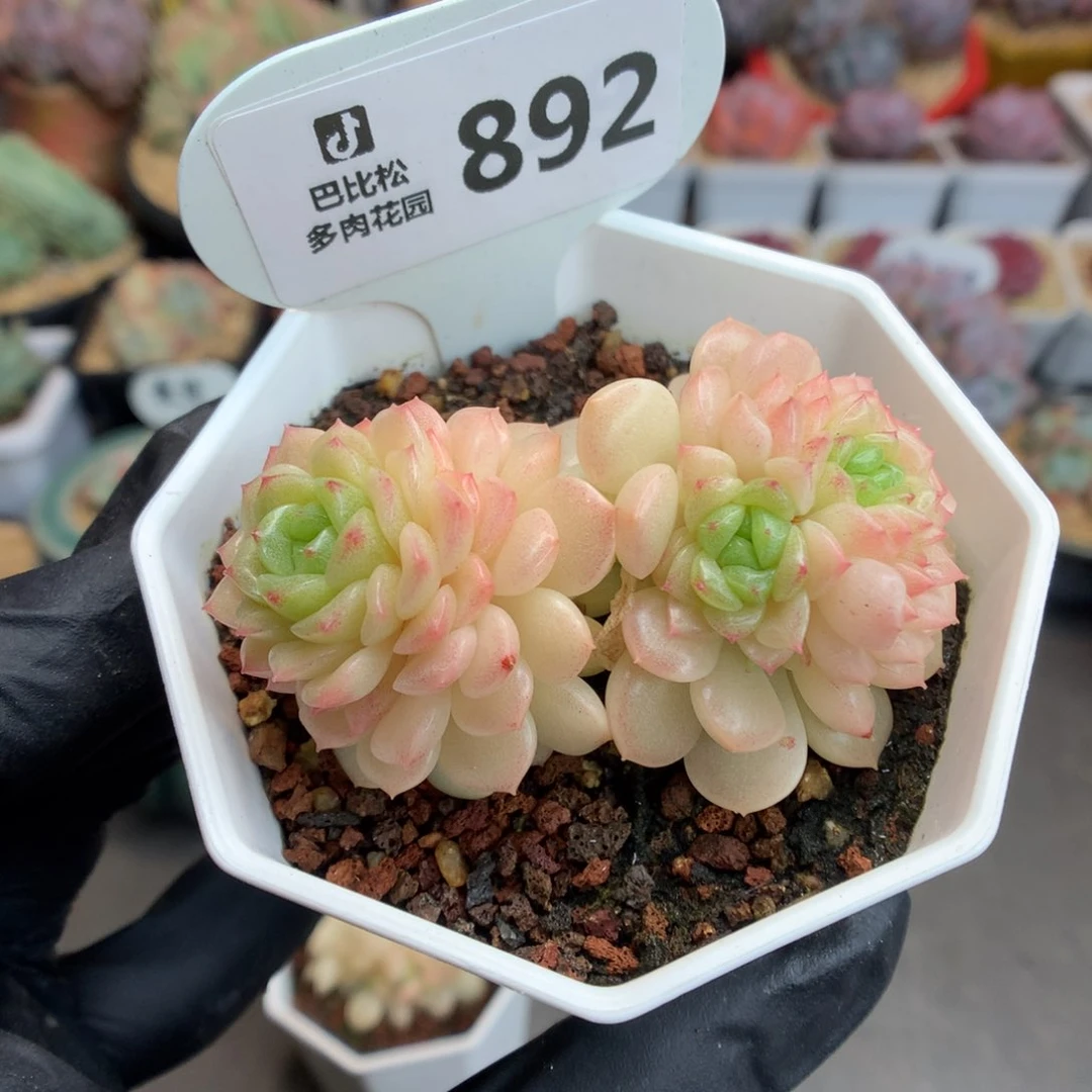 892 灯泡叶麦杆