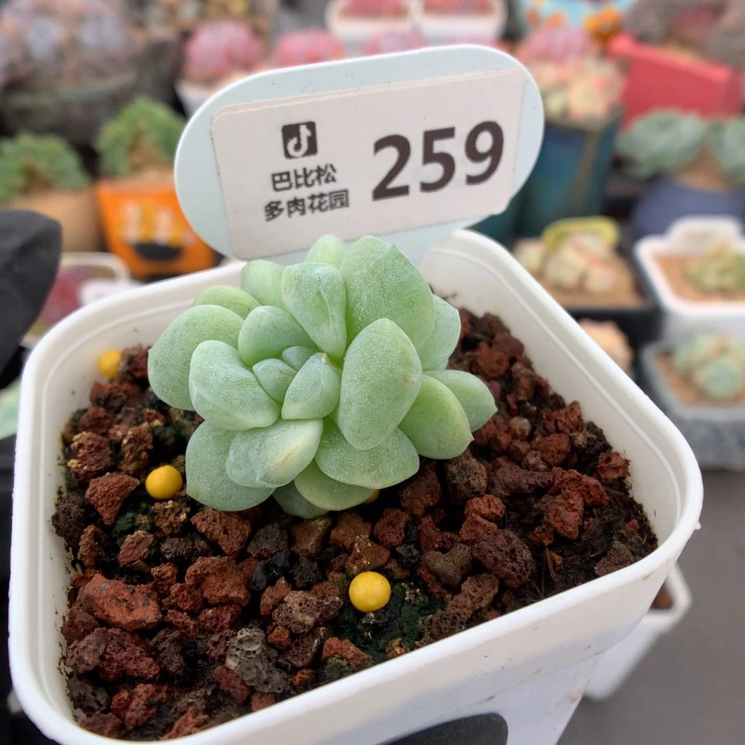 259 双头出锦冰玉石化