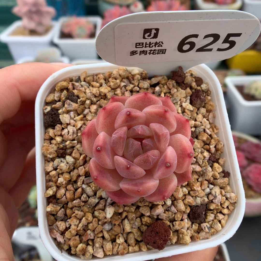 626粉透冰魄多肉植物