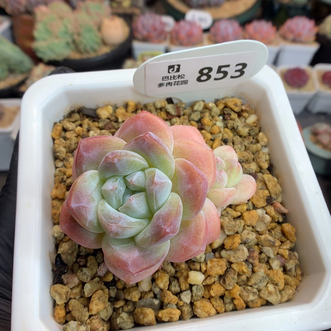 853 草莓冰玉 多肉