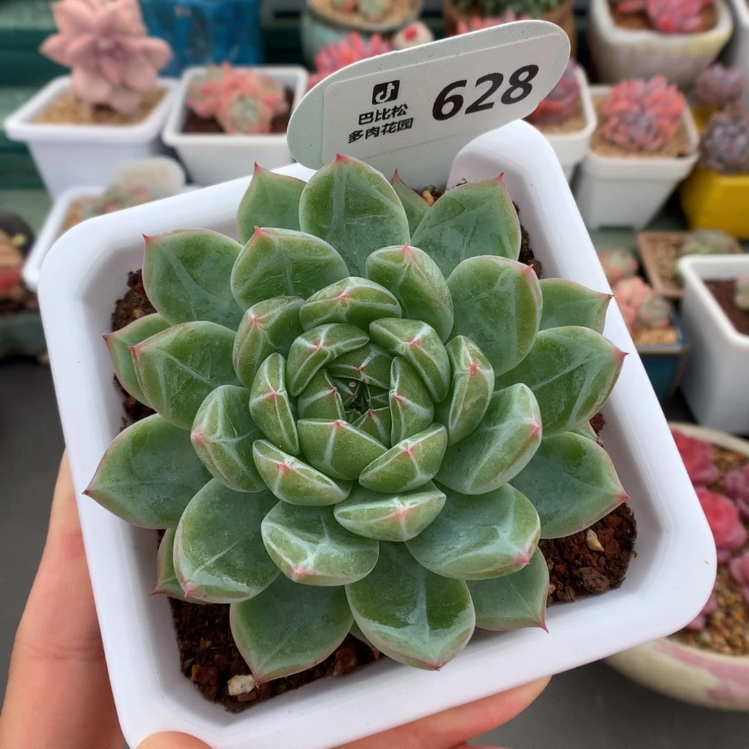 628母本级雪花珍妮多肉