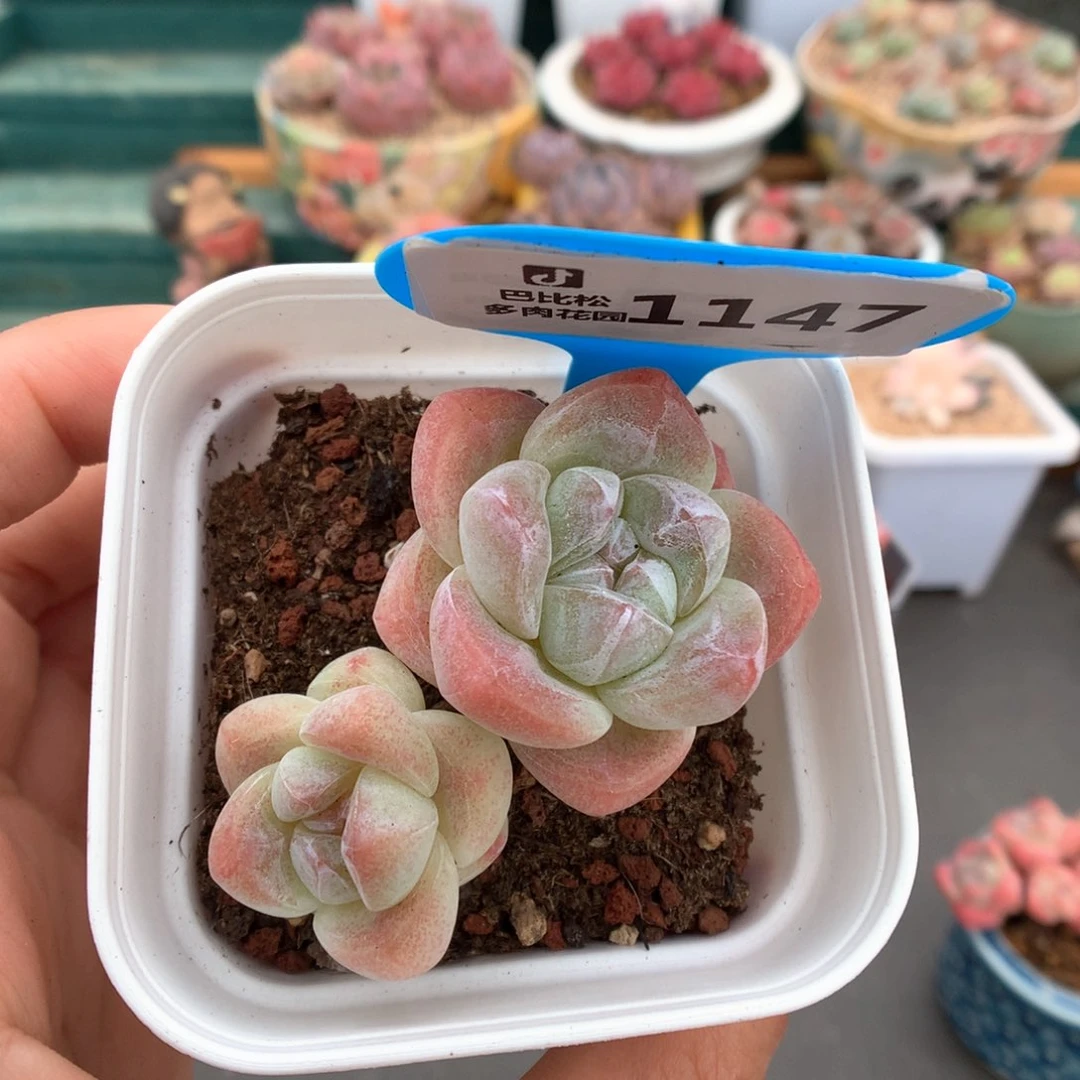 1147双头琥珀冰玉多肉植物