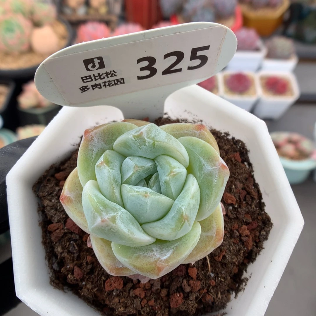 325 玫瑰脸冰玉 多肉