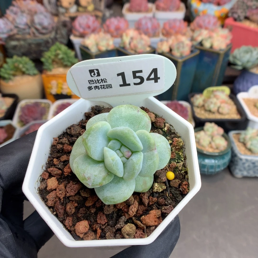 154 紫心冰玉石化 多肉