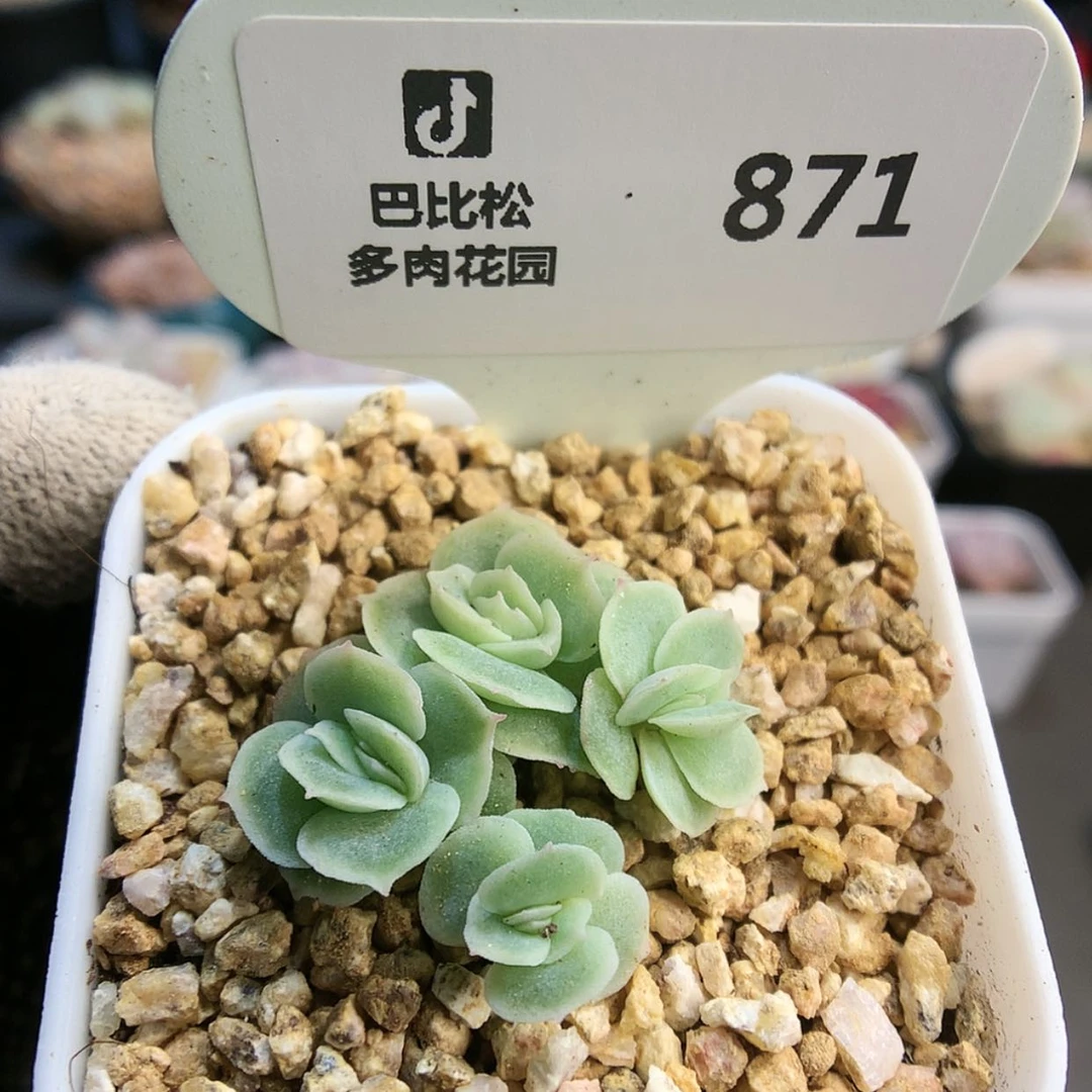 【闪购商品】871四头虾饺