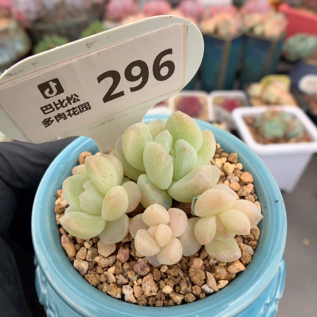 296 透冰玉 多肉