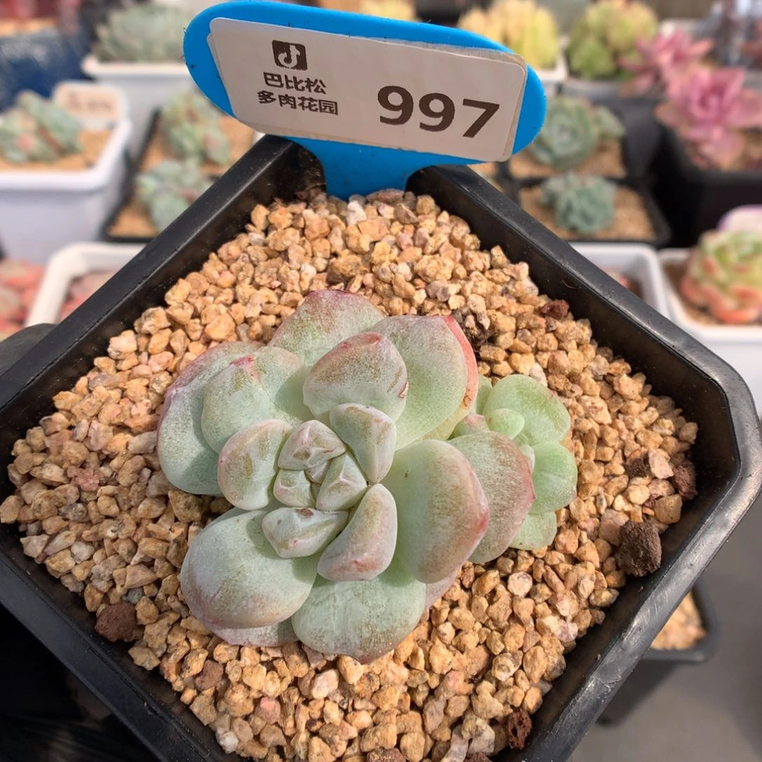 997 冰玉石化 多肉