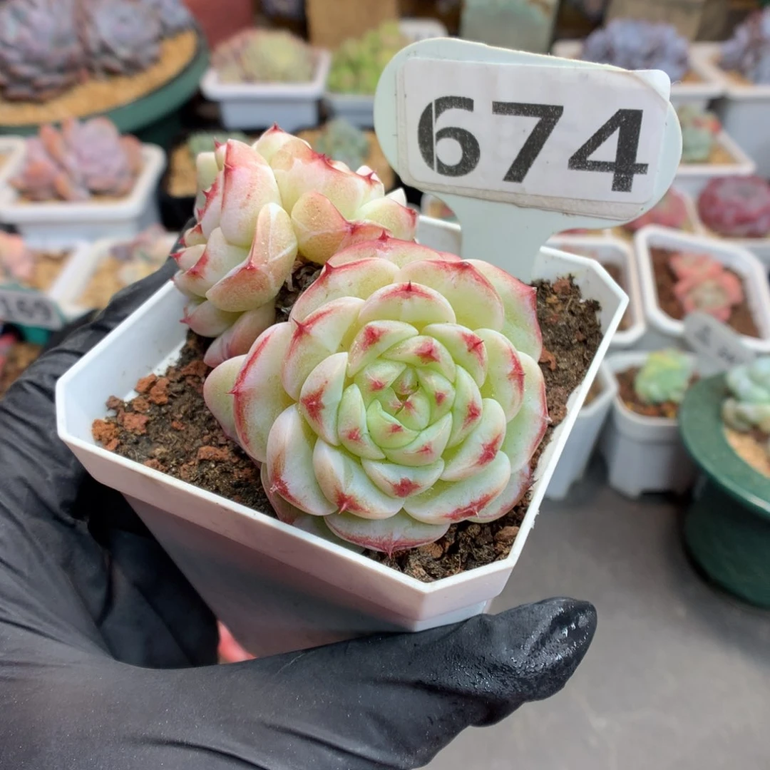 674 天鹅绒 多肉