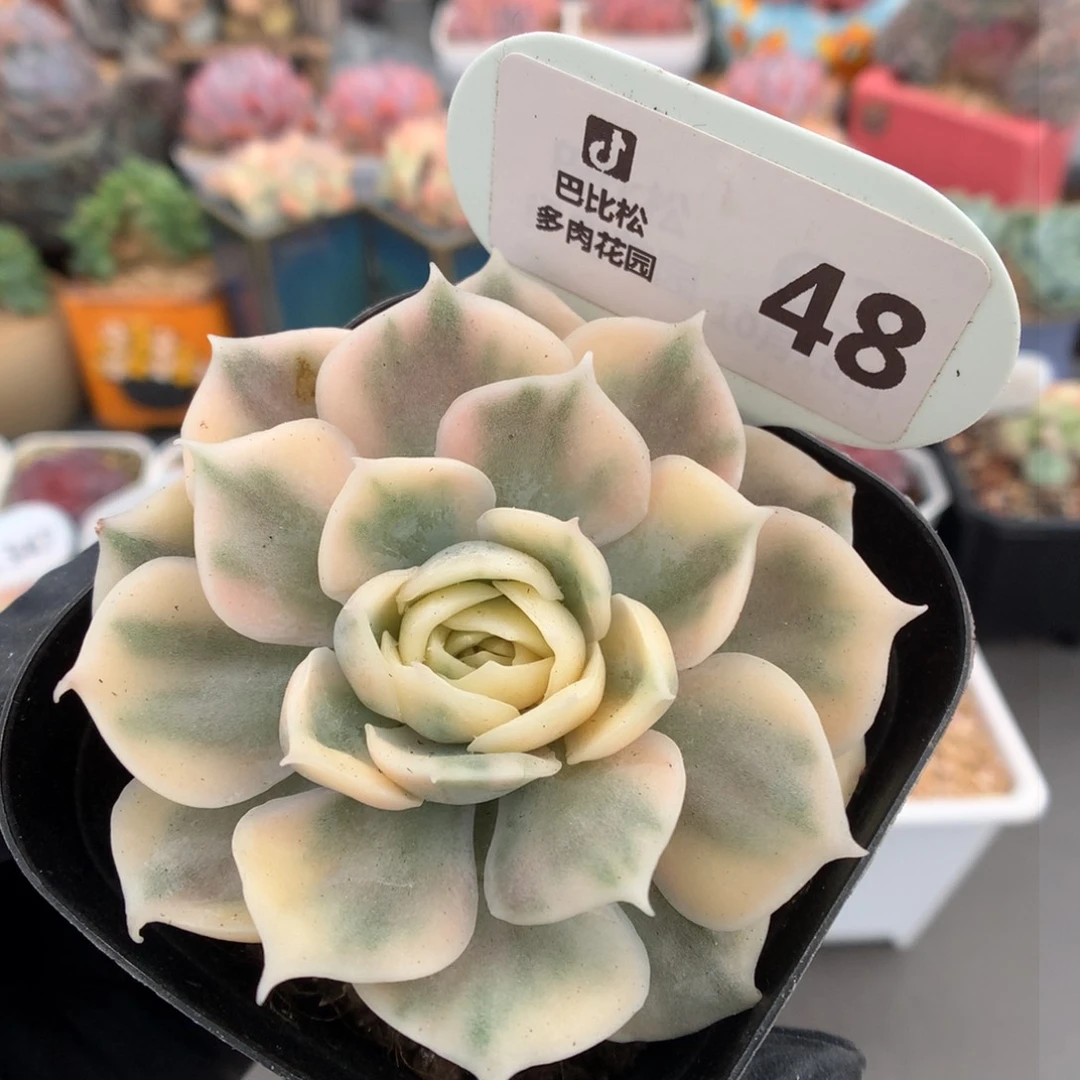 48 昂斯诺锦 多肉
