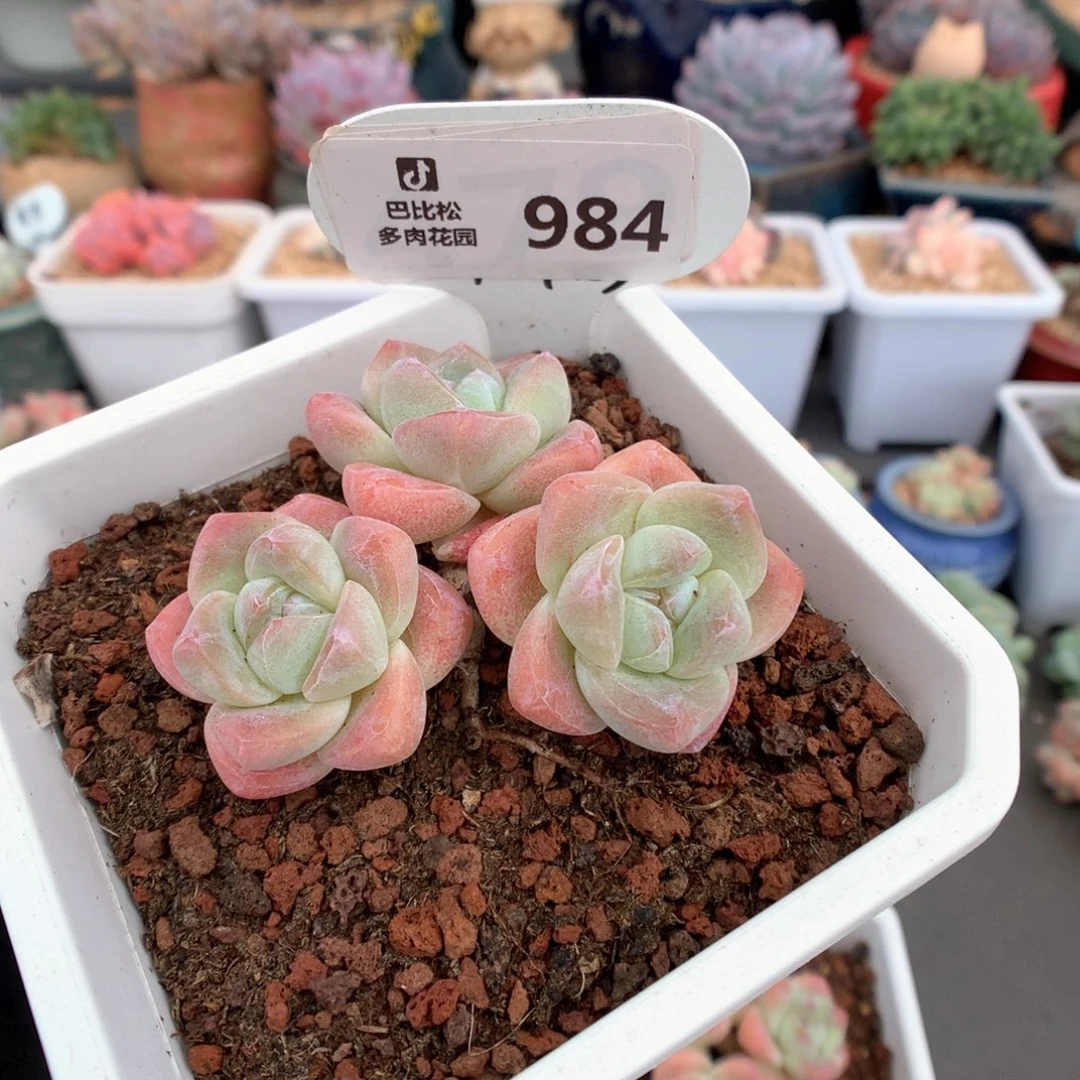 984 奶油冰玉多肉